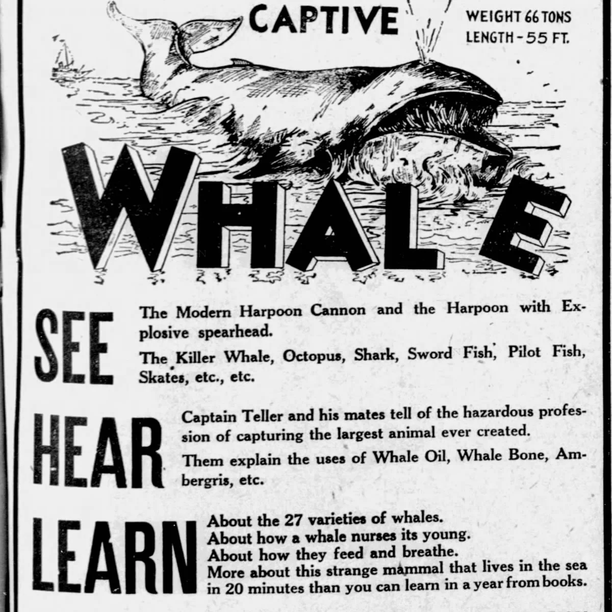Pacific Whaling Company display ad — The Lexington Herald, April 20, 1930 (public domain)