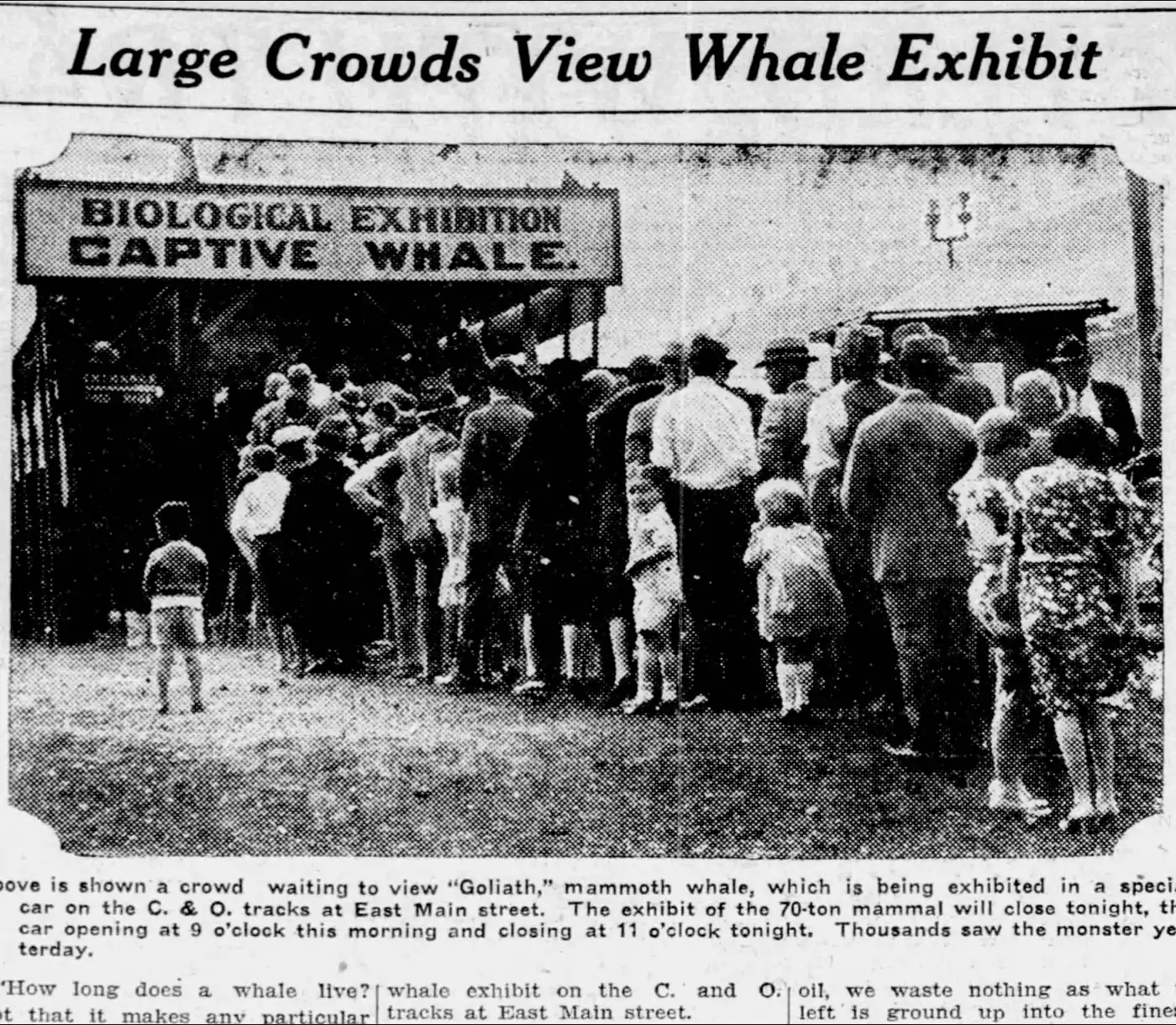 Large Crowds View Whale Exhibit — The Lexington Herald, April 24, 1930 (public domain)