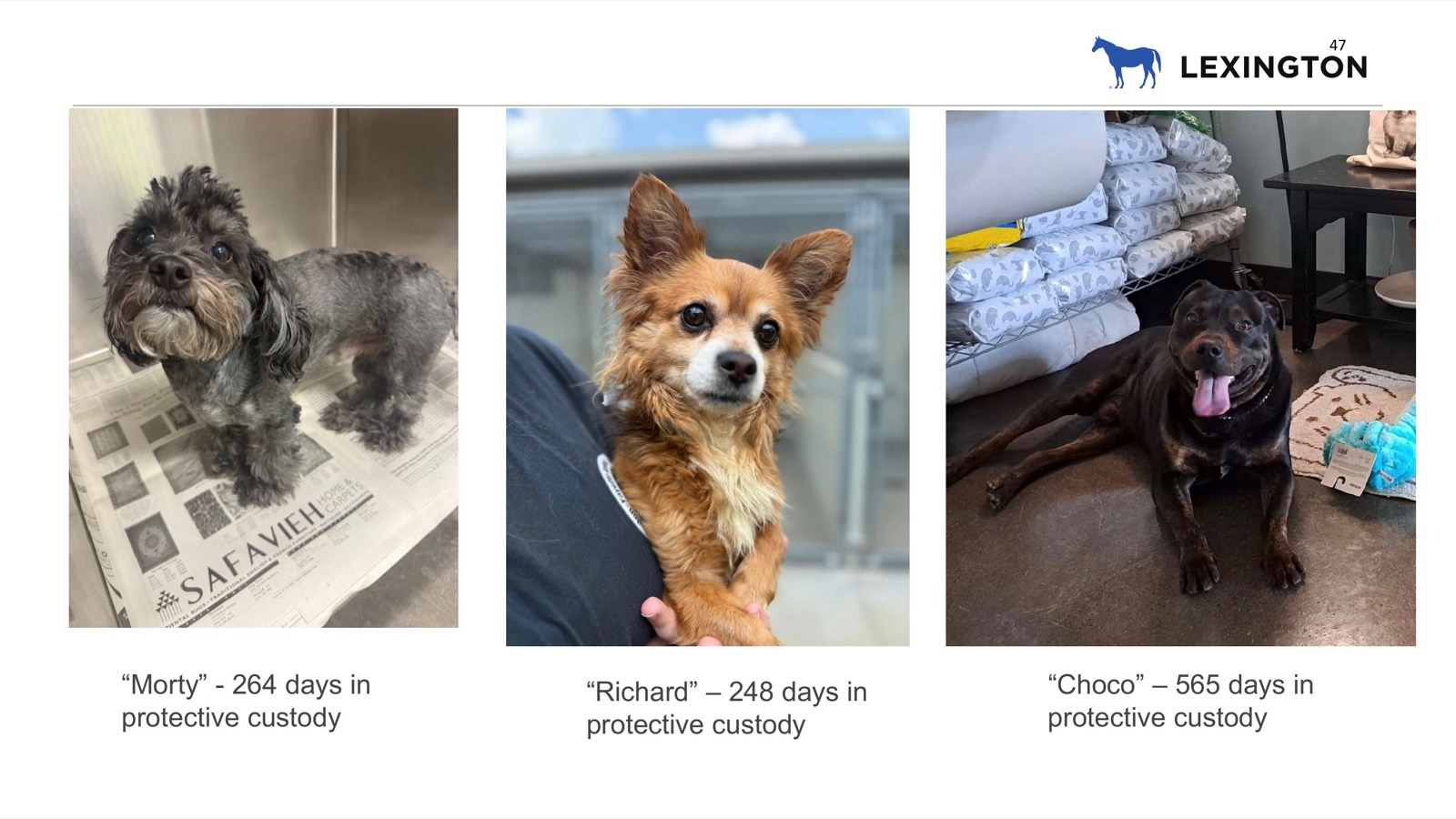 Illustration for Animal-cruelty ordinance overhaul goes before Lexington council committee Tuesday